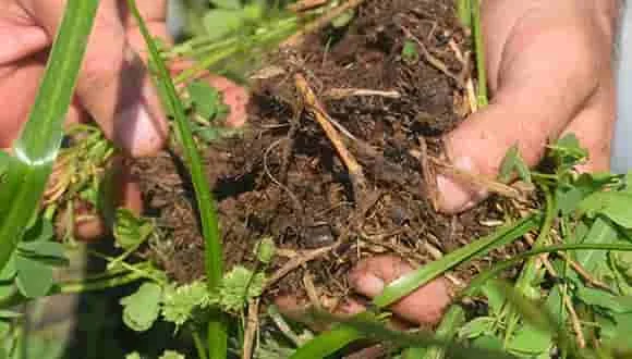 El impacto de la agricultura regenerativa en la sostenibilidad ambiental y la salud del suelo.