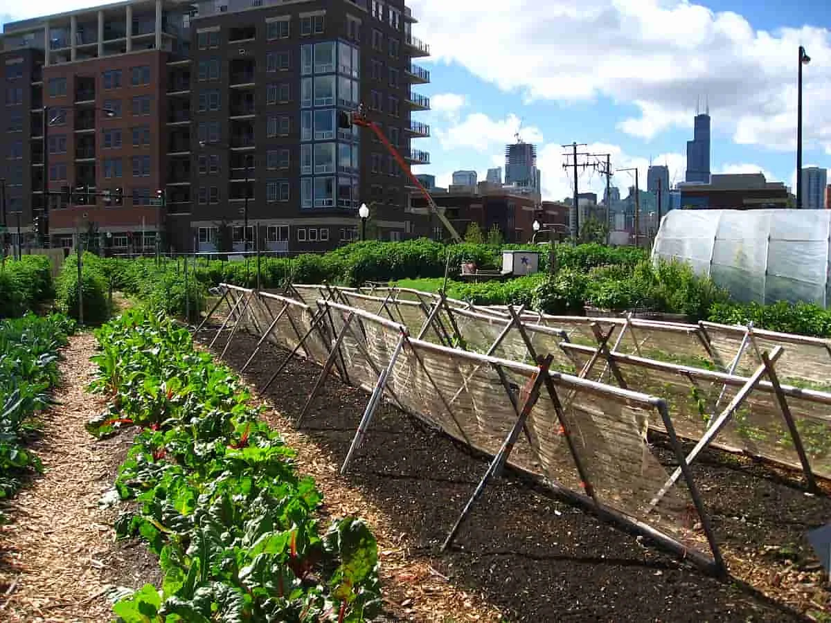 El impacto de la agricultura urbana en la sostenibilidad de las ciudades y la seguridad alimentaria.