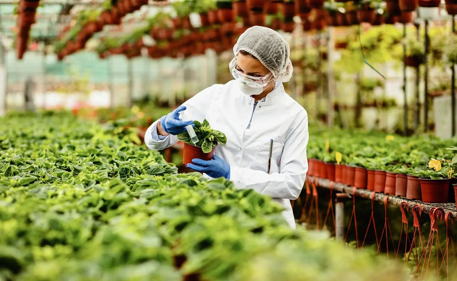 La revolución de la ingeniería genética en la agricultura y su impacto en la biodiversidad.