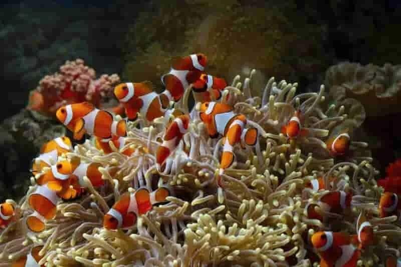 Los desafíos de la conservación de los arrecifes de coral y su importancia para la biodiversidad marina.