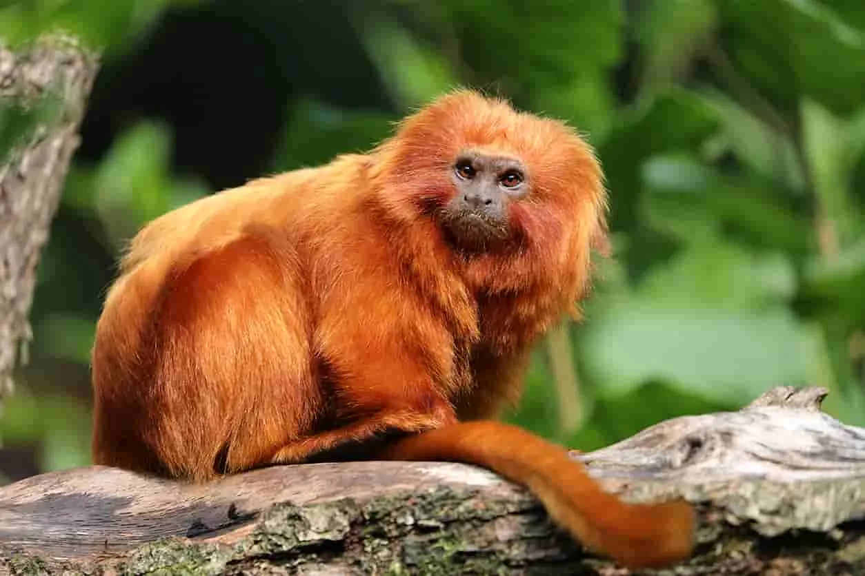 Los desafíos de la gestión sostenible de la biodiversidad en áreas protegidas y su impacto en la conservación.